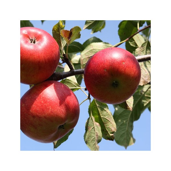 ovocnestromky.online_ovocné_stromky_jabloňe_Rubinola_Děčín