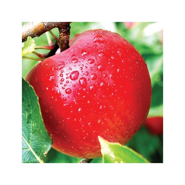 ovocnestromky.online_sloupovité_stromky_jabloně_Flamenco_Děčín