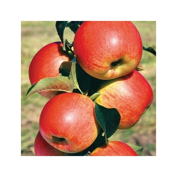 ovocnestromky.online_sloupovité_stromky_jabloně_Polka_Děčín