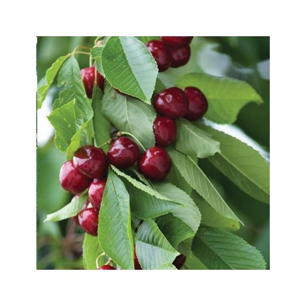 ovocnestromky.online_sloupovité_stromky_třešně_Sylva_Děčín