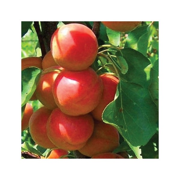 ovocnestromky.online_sloupovité_stromky_meruňky_Golden_sun_Děčín