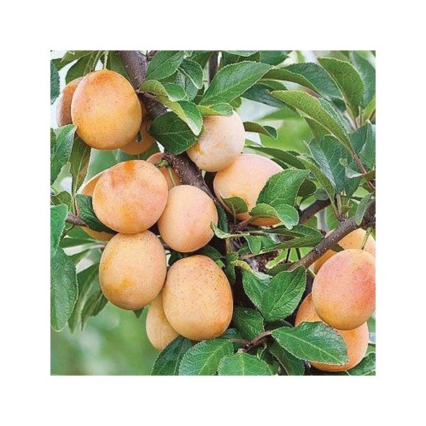 ovocnestromky.online_sloupovité_stromky_švestkomeruňky_Miracose_Děčín