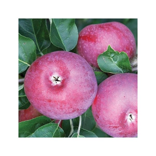 ovocnestromky.online_ovocné_stromky_jabloňe_Spartan_Děčín