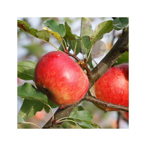 ovocnestromky.online_ovocné_stromky_jabloňe_Topaz_Děčín