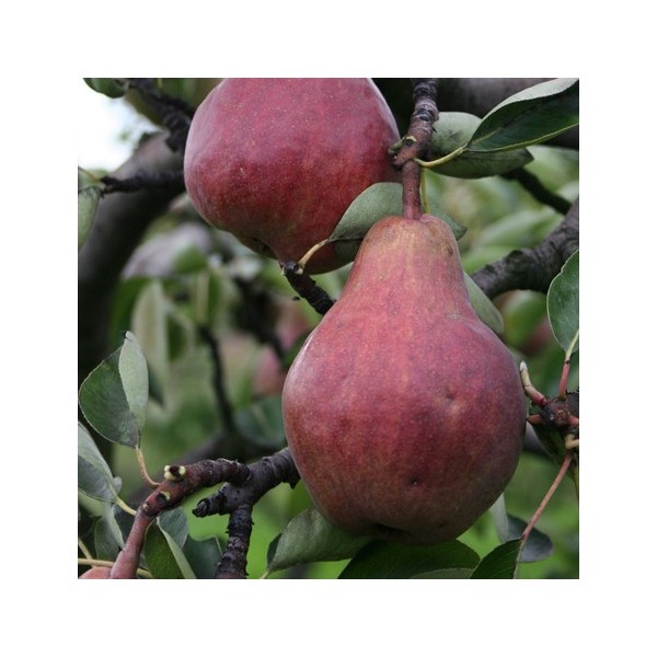 ovocnestromky.online_ovocné_stromky_hrušně_Clappova_červená_Děčín