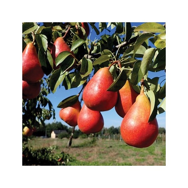 ovocnestromky.online_ovocné_stromky_hrušně_Dicolor_Děčín