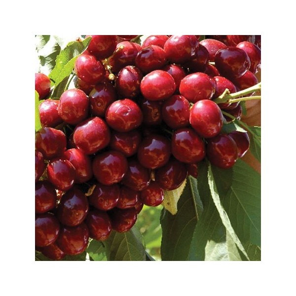 ovocnestromky.online_ovocné_stromky_třešně_Lapins_Děčín