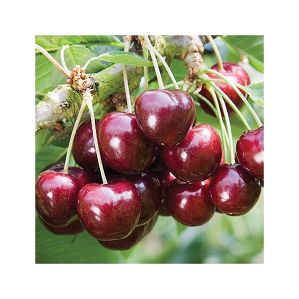 ovocnestromky.online_ovocné_stromky_třešně_Karešova_Děčín