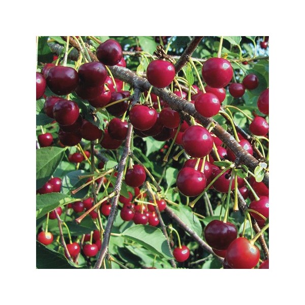 ovocnestromky.online_ovocné_stromky_višně_Morela_pozdní_Děčín