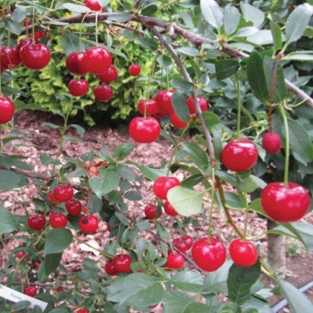 ovocnestromky.online_ovocné_stromky_višně_Favorit_Děčín