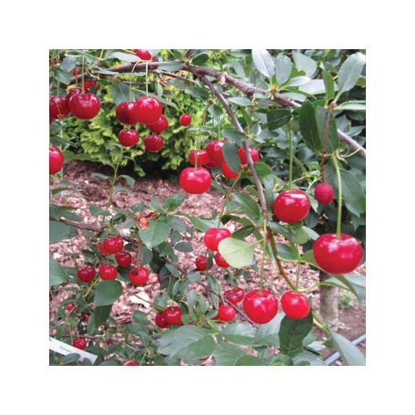 ovocnestromky.online_ovocné_stromky_višně_Favorit_Děčín