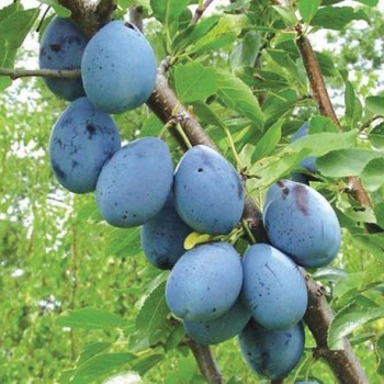 ovocnestromky.online_ovocné_stromky_švestky_Stanley_Děčín