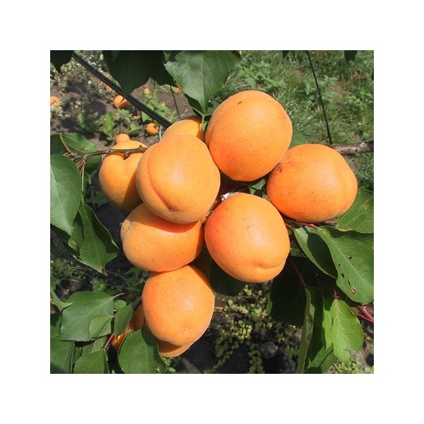 ovocnestromky.online_ovocné_stromky_meruňky_Hargrand_Děčín