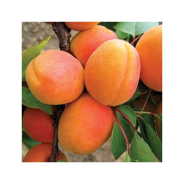 ovocnestromky.online_ovocné_stromky_meruňky_Goldrich_Děčín