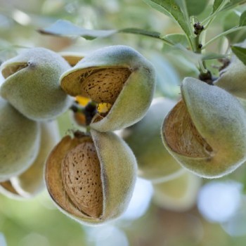 ovocnestromky.online_ovocné_stromky_mandloně_Sladkoplodá_Děčín