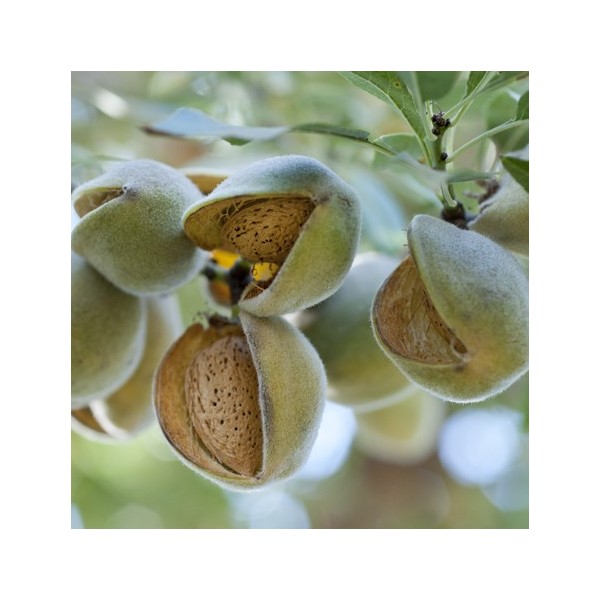 ovocnestromky.online_ovocné_stromky_mandloně_Sladkoplodá_Děčín