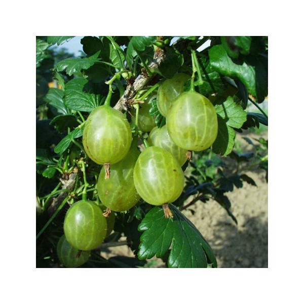 ovocnestromky.online_ovocné_stromky_angrešty_Rixanta_žlutý_Děčín