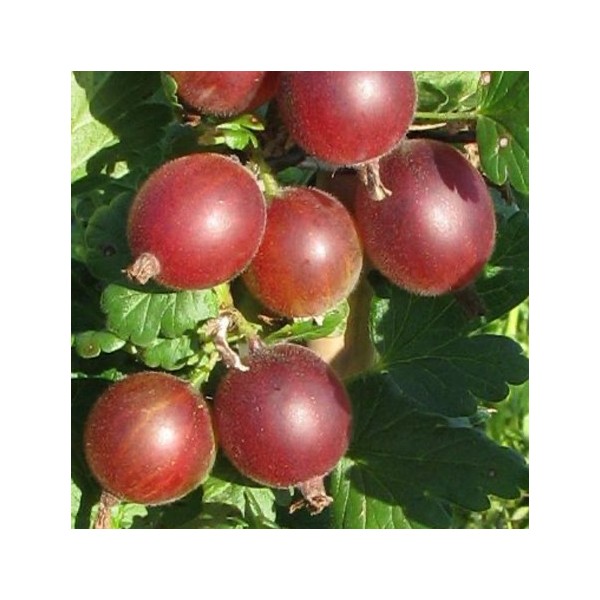 ovocnestromky.online_ovocné_stromky_angrešty_Krasnoslovjanski_Děčín