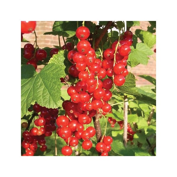 ovocnestromky.online_ovocné_stromky_rybízy_Jonkher_van_tets_červený_Děčín