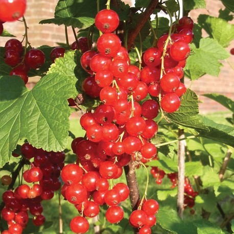 ovocnestromky.online_ovocné_stromky_rybízy_Jonkher_van_tets_červený_Děčín