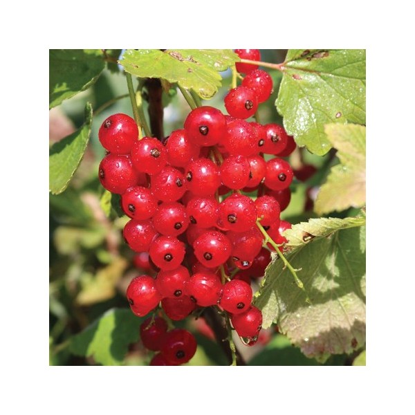 ovocnestromky.online_ovocné_stromky_rybízy_Rovanda_červený_Děčín