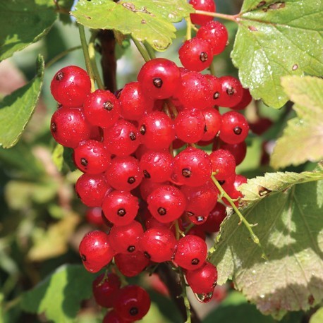 ovocnestromky.online_ovocné_stromky_rybízy_Rovanda_červený_Děčín