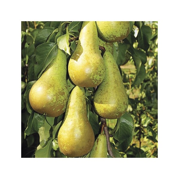 ovocnestromky.online_sloupovité_stromky_hrušně_Saphira_Děčín