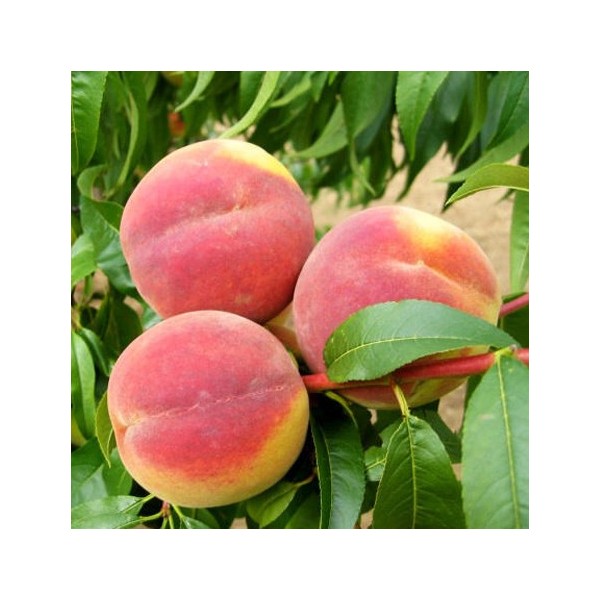 ovocnestromky.online_ovocné_stromky_broskvoně_Cresthaven_Děčín