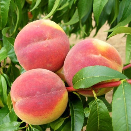 ovocnestromky.online_ovocné_stromky_broskvoně_Cresthaven_Děčín