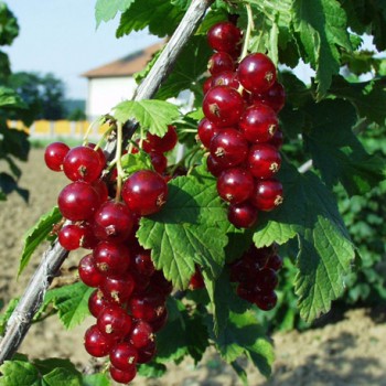 keříkový červený Losan